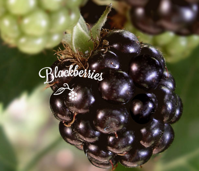 Blackberry - HARVEST 52